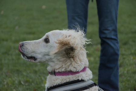 20251104_Dog park__DSC0086_.jpg