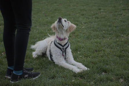 20251104_Dog park__DSC0091_.jpg