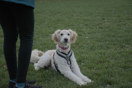 20251104_Dog park__DSC0092_.jpg