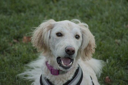 20251104_Dog park__DSC0093_.jpg