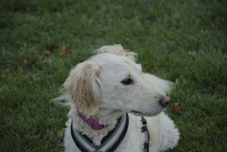 20251104_Dog park__DSC0095_.jpg
