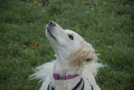 20251104_Dog park__DSC0096_.jpg