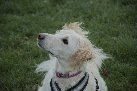 20251104_Dog park__DSC0097_.jpg