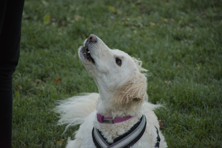 20251104_Dog park__DSC0099_.jpg