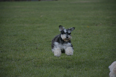 20251104_Dog park__DSC0100_.jpg