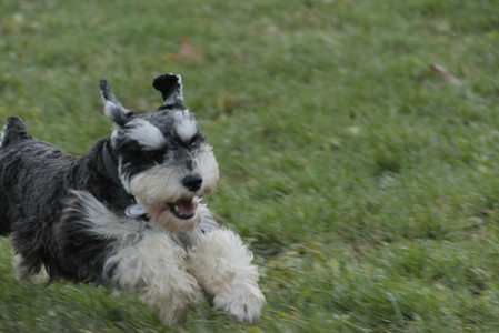 20251104_Dog park__DSC0114_.jpg