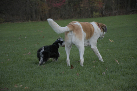 20251104_Dog park__DSC0115_.jpg