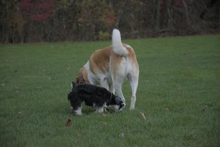 20251104_Dog park__DSC0117_.jpg