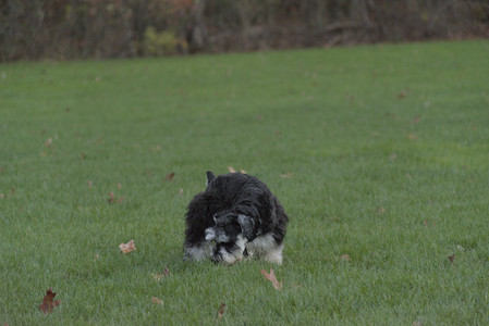 20251104_Dog park__DSC0119_.jpg