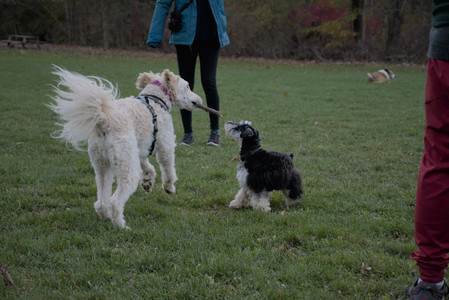 20251104_Dog park__DSC0131_.jpg