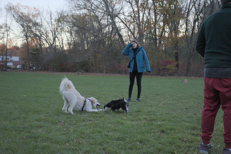 20251104_Dog park__DSC0132_.jpg