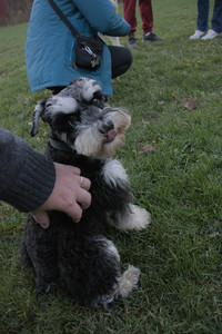 20251104_Dog park__DSC0135_.jpg