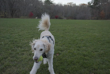 20251104_Dog park__DSC0139_.jpg