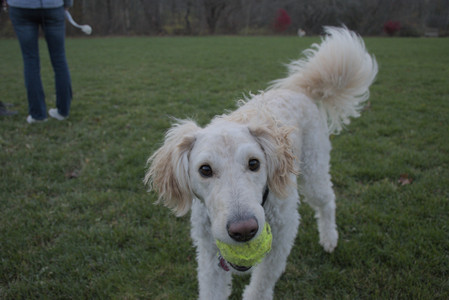 20251104_Dog park__DSC0140_.jpg