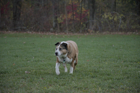 20251104_Dog park__DSC0143_.jpg