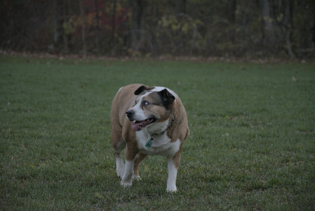 20251104_Dog park__DSC0146_.jpg
