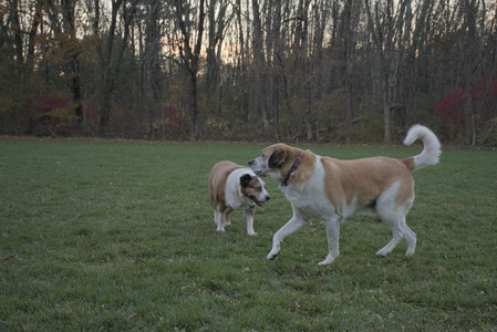 20251104_Dog park__DSC0147_.jpg