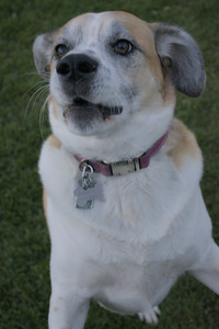 20251104_Dog park__DSC0149_.jpg