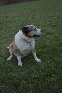 20251104_Dog park__DSC0150_.jpg