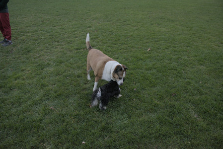 20251104_Dog park__DSC0154_.jpg