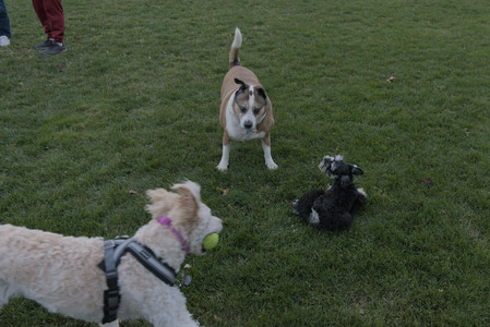 20251104_Dog park__DSC0155_.jpg