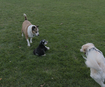 20251104_Dog park__DSC0156_.jpg