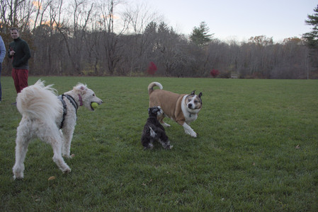 20251104_Dog park__DSC0157_.jpg