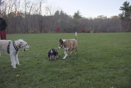 20251104_Dog park__DSC0158_.jpg