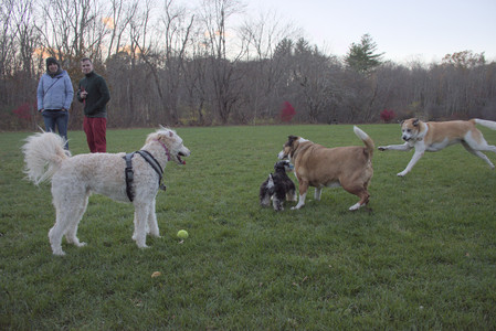 20251104_Dog park__DSC0159_.jpg