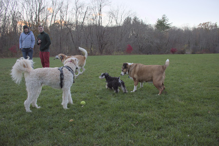 20251104_Dog park__DSC0160_.jpg