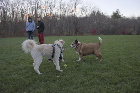 20251104_Dog park__DSC0161_.jpg