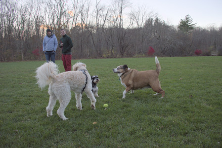 20251104_Dog park__DSC0162_.jpg