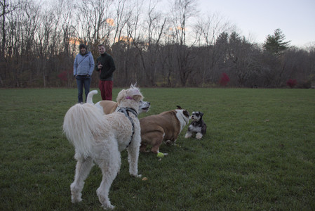 20251104_Dog park__DSC0163_.jpg