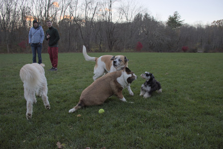 20251104_Dog park__DSC0164_.jpg