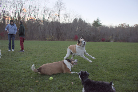 20251104_Dog park__DSC0166_.jpg