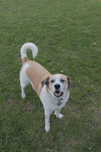 20251104_Dog park__DSC0170_.jpg