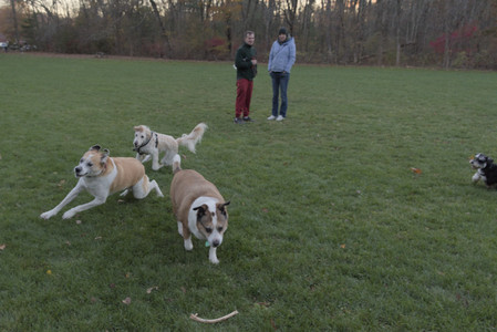 20251104_Dog park__DSC0172_.jpg