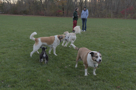 20251104_Dog park__DSC0173_.jpg