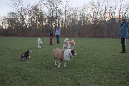 20251104_Dog park__DSC0174_.jpg