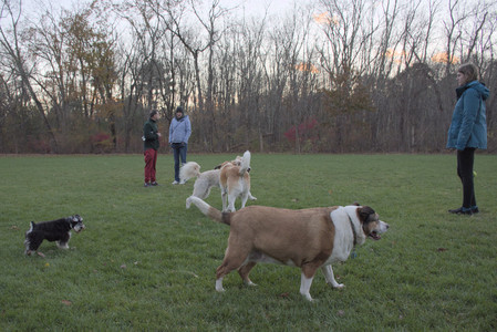 20251104_Dog park__DSC0175_.jpg