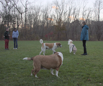 20251104_Dog park__DSC0176_.jpg