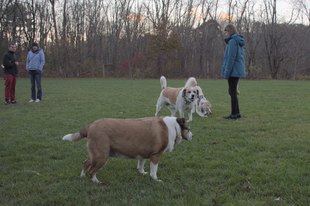 20251104_Dog park__DSC0177_.jpg