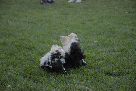 20251104_Dog park__DSC0178_.jpg
