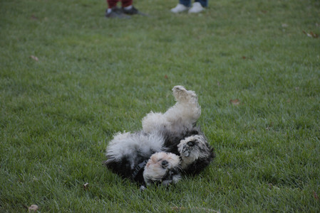 20251104_Dog park__DSC0179_.jpg