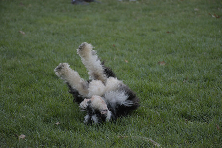 20251104_Dog park__DSC0180_.jpg