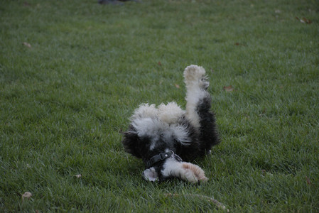 20251104_Dog park__DSC0181_.jpg