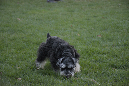 20251104_Dog park__DSC0183_.jpg