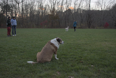 20251104_Dog park__DSC0185_.jpg