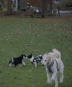 20251104_Dog park__DSC0187_.jpg