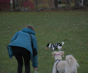 20251104_Dog park__DSC0188_.jpg
